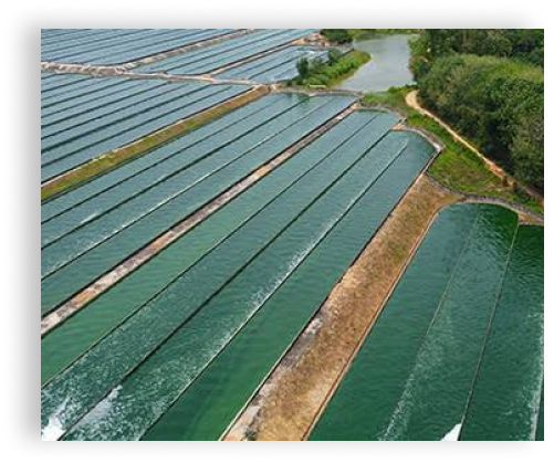 Spirulina Cultivation Technology Support